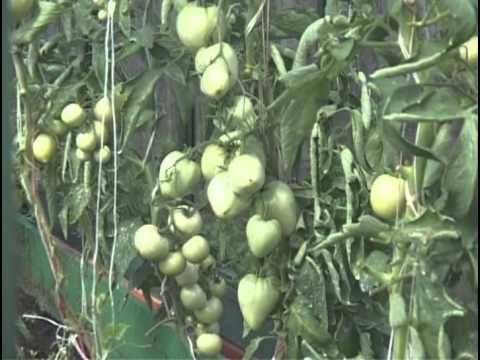 Что нужно учесть при высаживании помидоров в теплицу, когда высаживать рассаду, как это сделать правильно, советы огородников