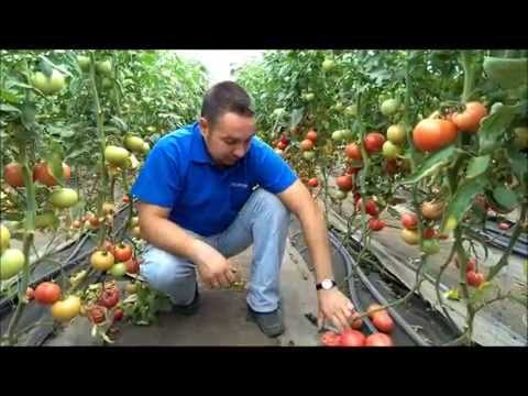 Как выращивают помидоры в теплице в промышленных масштабах — Сад и огород