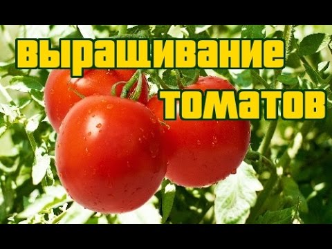 Как растут помидоры в теплице