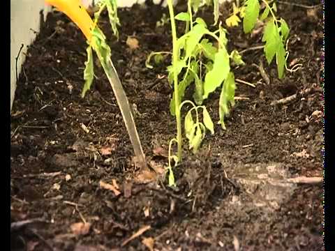 С чем можно сажать помидоры в теплице | Советы садоводу