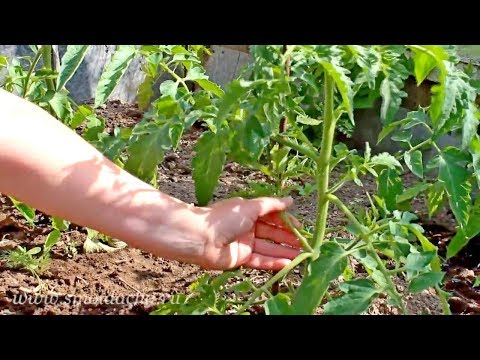 Как пасынковать помидоры в теплице пошагово с фото и видео