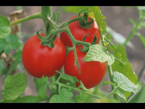 Посадка помидор в теплицу в мае 2022: схемы, сроки