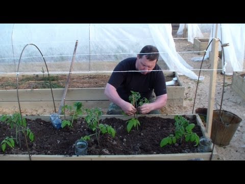 Когда высаживать рассаду помидоров в теплицу и открытый грунт в 2018 году