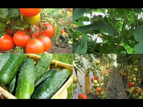 Что можно садить в теплицах с помидорами: 13 вариантов — Все о теплицах