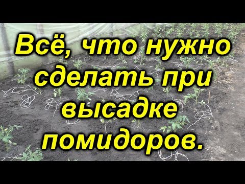 Высадка рассады помидор в теплицу: когда и как высаживать, сроки, время, благоприятные дни, пошаговая инструкция, уход, выращивание, подкормки